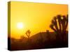 Sunset Silhouetting Joshua Trees, Joshua Tree National Park, California, USA-Rob Tilley-Stretched Canvas