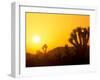 Sunset Silhouetting Joshua Trees, Joshua Tree National Park, California, USA-Rob Tilley-Framed Photographic Print