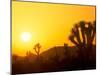 Sunset Silhouetting Joshua Trees, Joshua Tree National Park, California, USA-Rob Tilley-Mounted Photographic Print