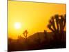 Sunset Silhouetting Joshua Trees, Joshua Tree National Park, California, USA-Rob Tilley-Mounted Photographic Print