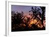 Sunset Sun Plant-Philippe Hugonnard-Framed Photographic Print