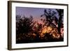 Sunset Sun Plant-Philippe Hugonnard-Framed Photographic Print