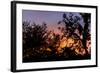 Sunset Sun Plant-Philippe Hugonnard-Framed Photographic Print