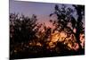 Sunset Sun Plant-Philippe Hugonnard-Mounted Photographic Print