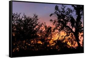 Sunset Sun Plant-Philippe Hugonnard-Framed Stretched Canvas