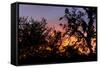 Sunset Sun Plant-Philippe Hugonnard-Framed Stretched Canvas