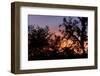 Sunset Sun Plant-Philippe Hugonnard-Framed Photographic Print