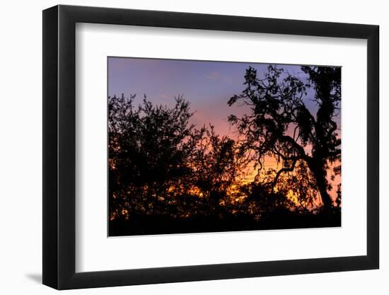 Sunset Sun Plant-Philippe Hugonnard-Framed Photographic Print