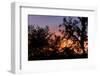 Sunset Sun Plant-Philippe Hugonnard-Framed Photographic Print