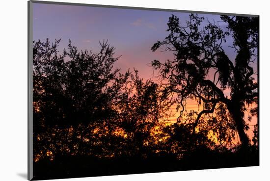 Sunset Sun Plant-Philippe Hugonnard-Mounted Photographic Print