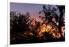 Sunset Sun Plant-Philippe Hugonnard-Framed Photographic Print