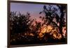 Sunset Sun Plant-Philippe Hugonnard-Framed Photographic Print