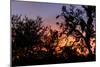 Sunset Sun Plant-Philippe Hugonnard-Mounted Photographic Print