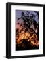 Sunset Sun Plant-Philippe Hugonnard-Framed Photographic Print
