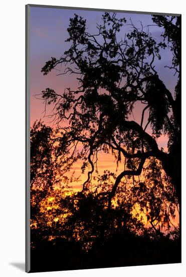 Sunset Sun Plant-Philippe Hugonnard-Mounted Photographic Print