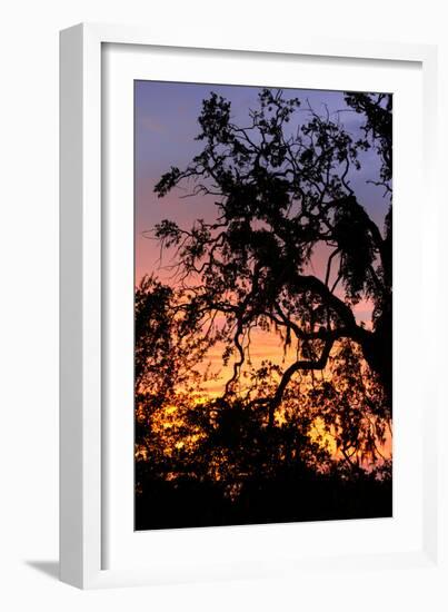 Sunset Sun Plant-Philippe Hugonnard-Framed Photographic Print