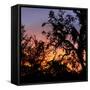 Sunset Sun Plant-Philippe Hugonnard-Framed Stretched Canvas