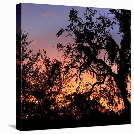 Sunset Sun Plant-Philippe Hugonnard-Stretched Canvas
