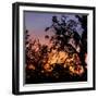 Sunset Sun Plant-Philippe Hugonnard-Framed Photographic Print