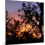 Sunset Sun Plant-Philippe Hugonnard-Mounted Photographic Print