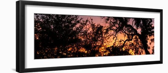 Sunset Sun Plant-Philippe Hugonnard-Framed Photographic Print