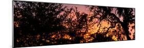 Sunset Sun Plant-Philippe Hugonnard-Mounted Photographic Print