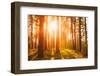 Sunset Sunrise in Atumn Coniferous Forest Trees. Nature Woods. HDR-Grisha Bruev-Framed Photographic Print