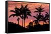 Sunset Through Silhouetted Palm Trees, Kona Coast, the Big Island, Hawaii-Russ Bishop-Framed Stretched Canvas