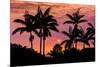 Sunset Through Silhouetted Palm Trees, Kona Coast, the Big Island, Hawaii-Russ Bishop-Mounted Photographic Print