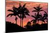 Sunset Through Silhouetted Palm Trees, Kona Coast, the Big Island, Hawaii-Russ Bishop-Mounted Photographic Print