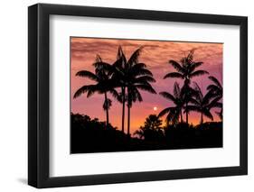 Sunset Through Silhouetted Palm Trees, Kona Coast, the Big Island, Hawaii-Russ Bishop-Framed Photographic Print