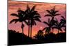 Sunset Through Silhouetted Palm Trees, Kona Coast, the Big Island, Hawaii-Russ Bishop-Mounted Photographic Print