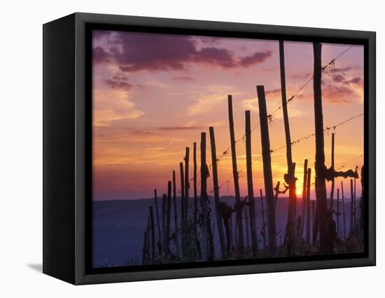Sunset Through the Vines of the Italian Wine Country, Tuscany, Italy-Janis Miglavs-Framed Stretched Canvas