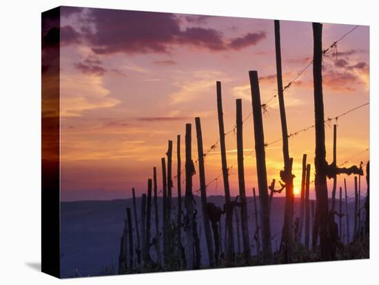 Sunset Through the Vines of the Italian Wine Country, Tuscany, Italy-Janis Miglavs-Stretched Canvas