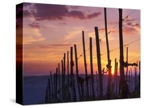 Sunset Through the Vines of the Italian Wine Country, Tuscany, Italy-Janis Miglavs-Stretched Canvas