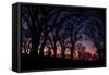 Sunset Tree Silhouettes, Mount Diablo-Vincent James-Framed Stretched Canvas