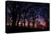Sunset Tree Silhouettes, Mount Diablo-Vincent James-Stretched Canvas