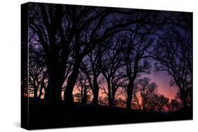 Sunset Tree Silhouettes, Mount Diablo-Vincent James-Stretched Canvas