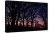 Sunset Tree Silhouettes, Mount Diablo-Vincent James-Stretched Canvas