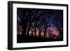 Sunset Tree Silhouettes, Mount Diablo-Vincent James-Framed Photographic Print