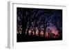 Sunset Tree Silhouettes, Mount Diablo-Vincent James-Framed Photographic Print