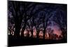 Sunset Tree Silhouettes, Mount Diablo-Vincent James-Mounted Photographic Print