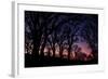 Sunset Tree Silhouettes, Mount Diablo-Vincent James-Framed Photographic Print