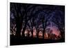 Sunset Tree Silhouettes, Mount Diablo-Vincent James-Framed Photographic Print