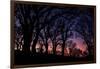 Sunset Tree Silhouettes, Mount Diablo-Vincent James-Framed Photographic Print