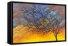 Sunset Tree-Michelle Faber-Framed Stretched Canvas