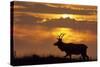 Sunset, Tule Elk Wildlife, Point Reyes National Seashore, California, USA-Gerry Reynolds-Stretched Canvas