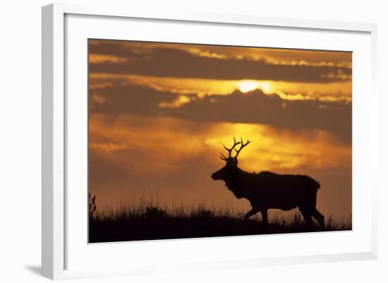 Sunset, Tule Elk Wildlife, Point Reyes National Seashore, California, USA-Gerry Reynolds-Framed Photographic Print