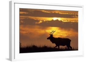 Sunset, Tule Elk Wildlife, Point Reyes National Seashore, California, USA-Gerry Reynolds-Framed Photographic Print