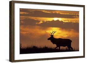 Sunset, Tule Elk Wildlife, Point Reyes National Seashore, California, USA-Gerry Reynolds-Framed Photographic Print